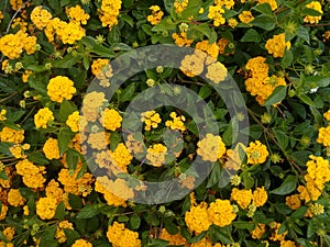 Flowers of kamara lantana - Yellow photo